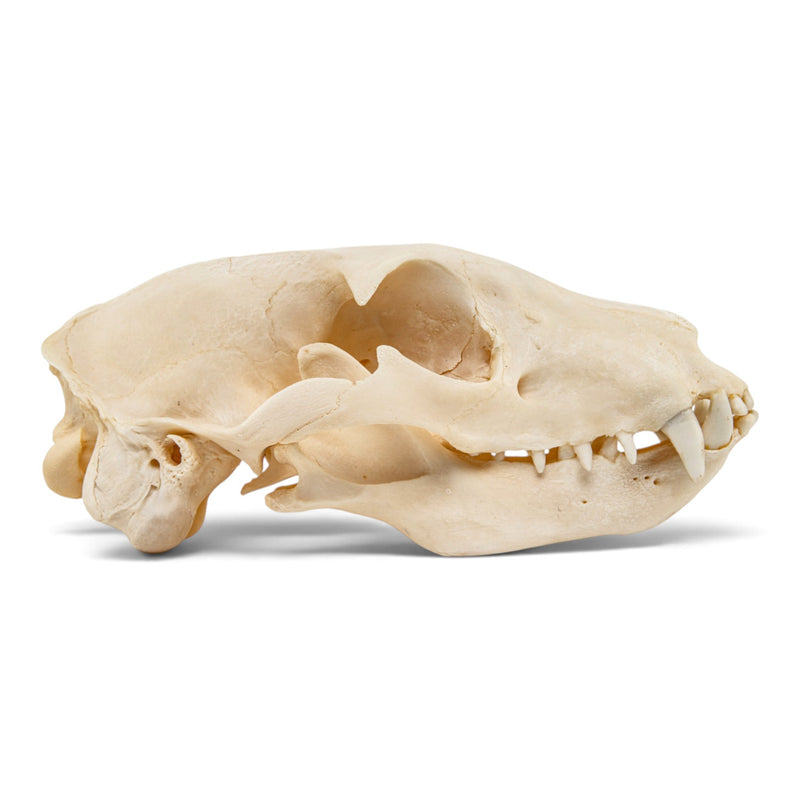 Real Aardwolf Skull