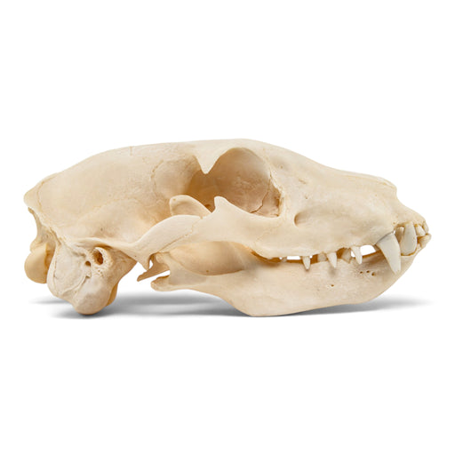 Real Aardwolf Skull, right side