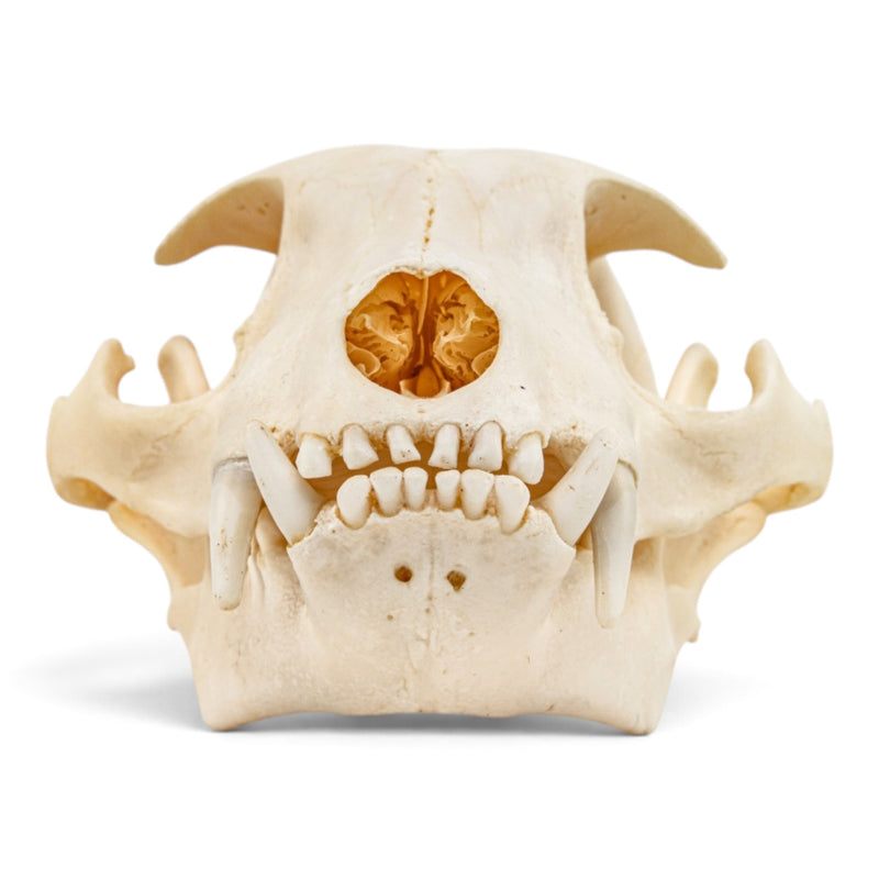 Real Aardwolf Skull