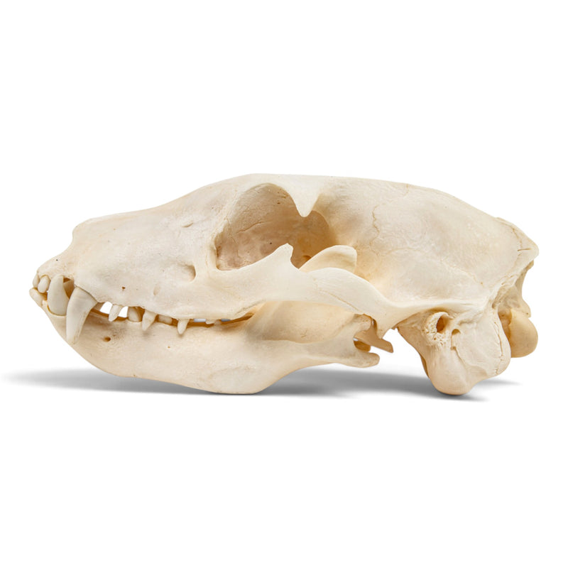 Real Aardwolf Skull