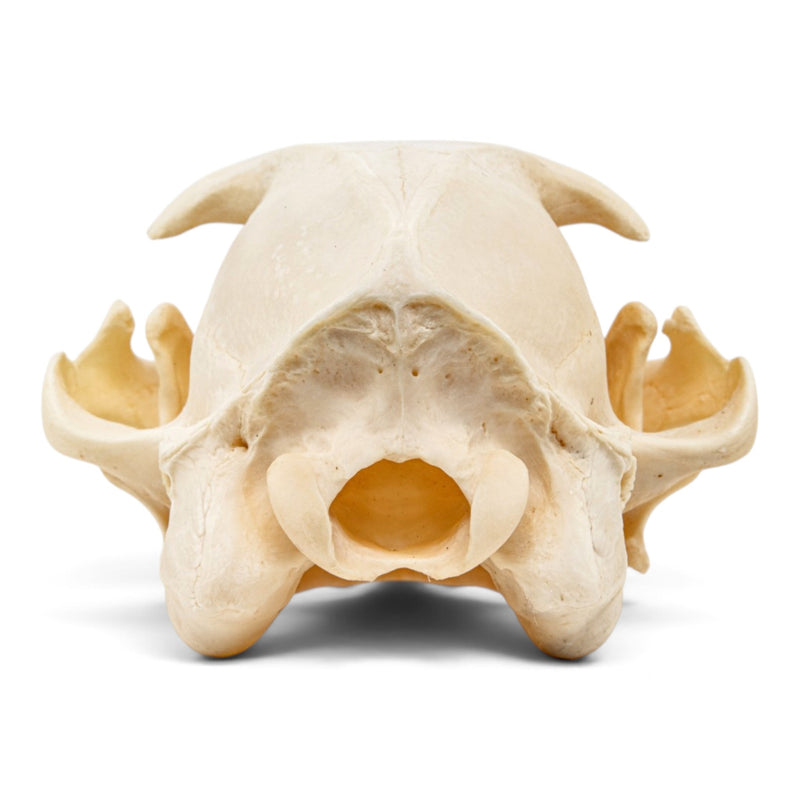 Real Aardwolf Skull