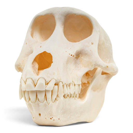 Real Chacma Baboon Skull - Female - Fused Atlas