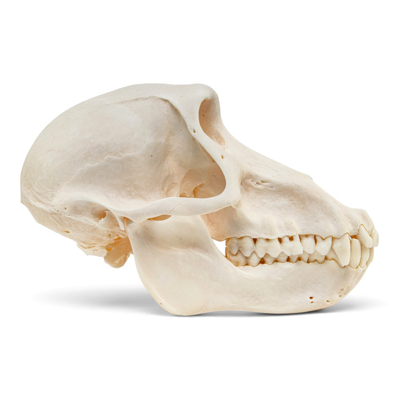 Real Chacma Baboon Skull - Female - Fused Atlas