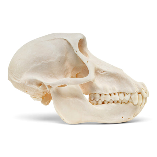 Real Chacma Baboon Skull - Female - Fused Atlas, right side