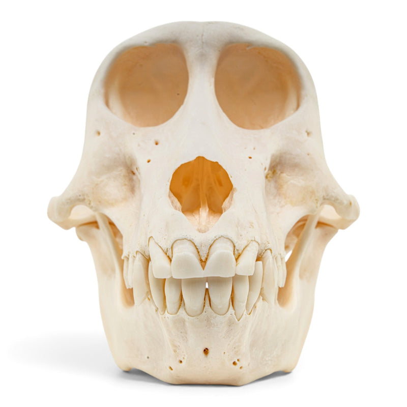Real Chacma Baboon Skull - Female - Fused Atlas