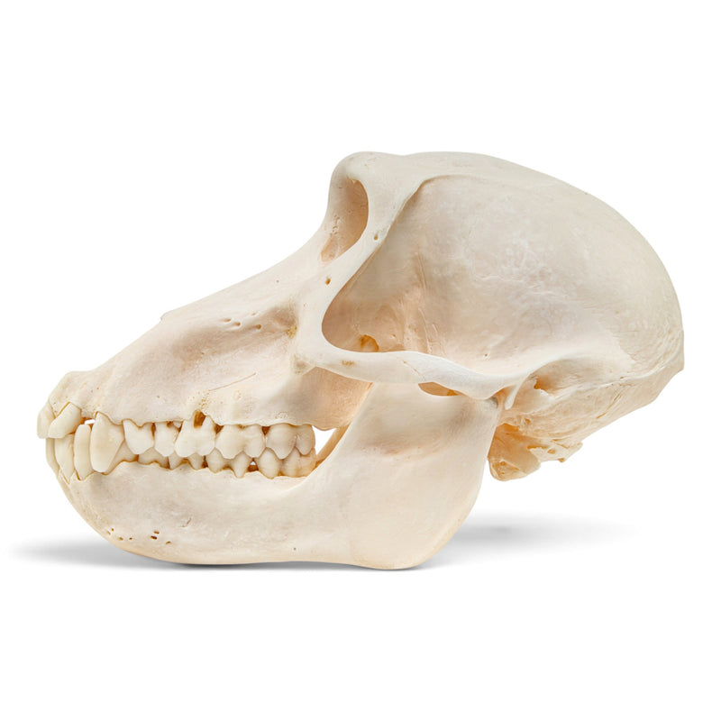 Real Chacma Baboon Skull - Female - Fused Atlas