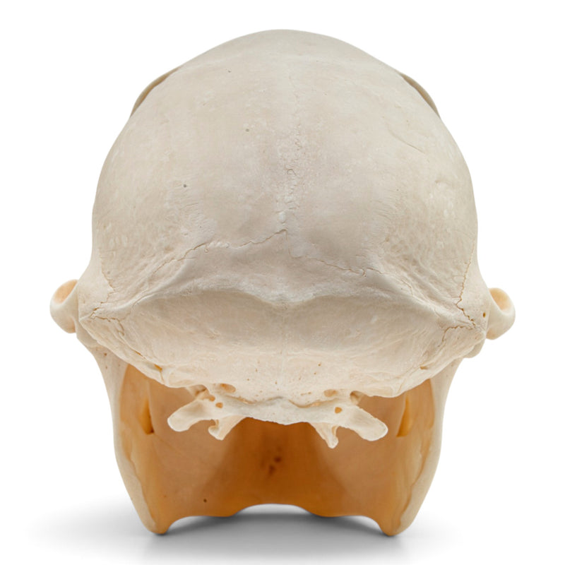 Real Chacma Baboon Skull - Female - Fused Atlas