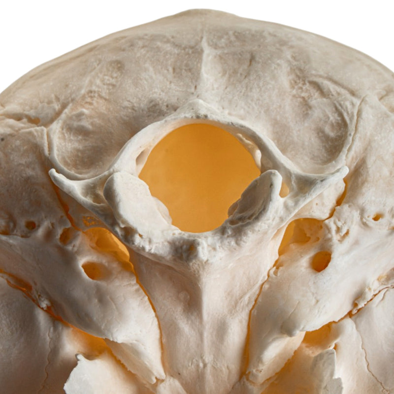 Real Chacma Baboon Skull - Female - Fused Atlas