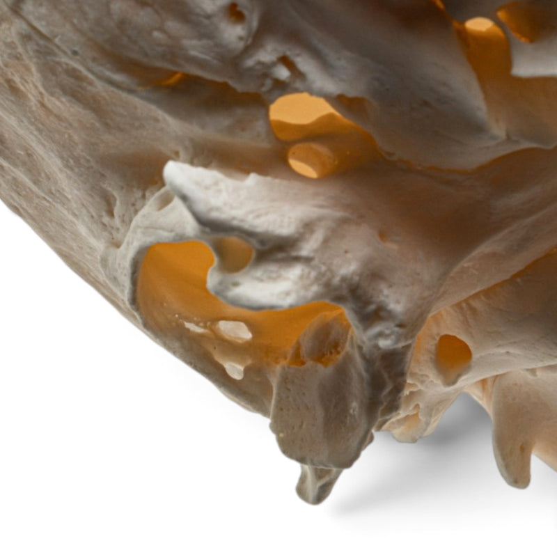 Real Chacma Baboon Skull - Female - Fused Atlas