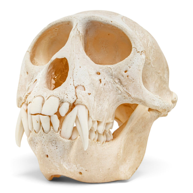Real Vervet Monkey Skull - Adolescent Male