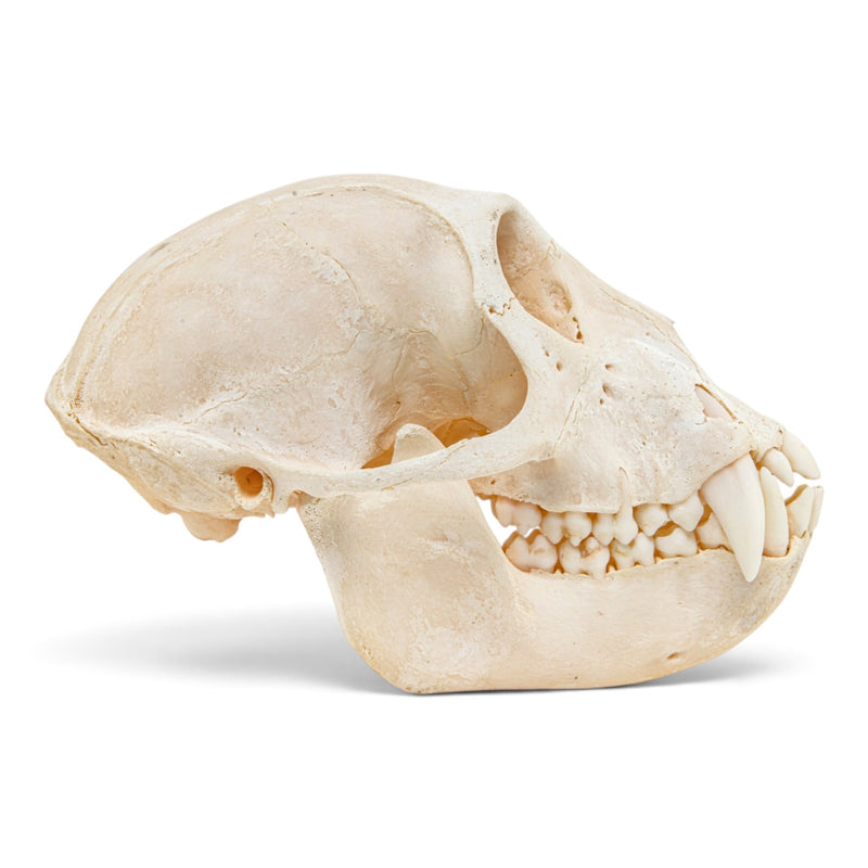 Real Vervet Monkey Skull - Adolescent Male