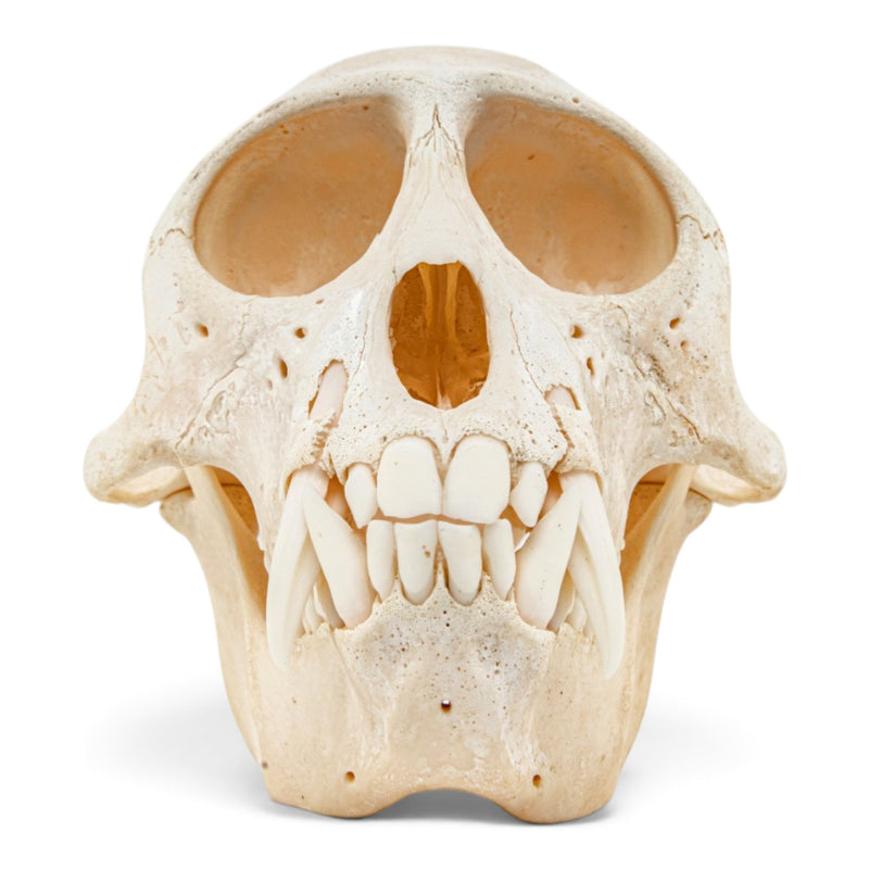 Real Vervet Monkey Skull - Adolescent Male