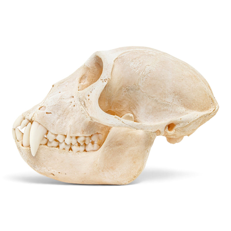 Real Vervet Monkey Skull - Adolescent Male