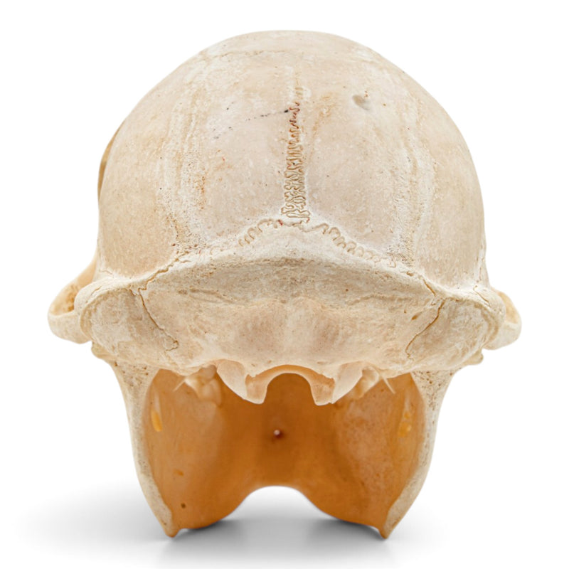 Real Vervet Monkey Skull - Adolescent Male