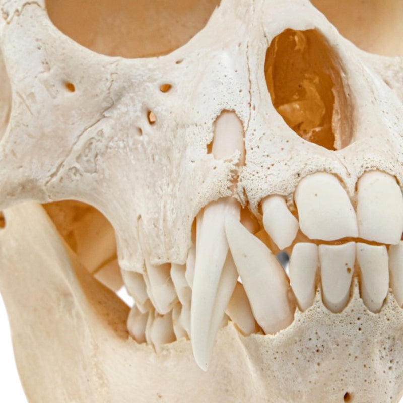 Real Vervet Monkey Skull - Adolescent Male