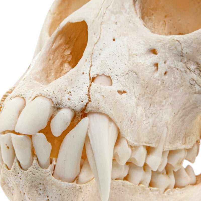 Real Vervet Monkey Skull - Adolescent Male