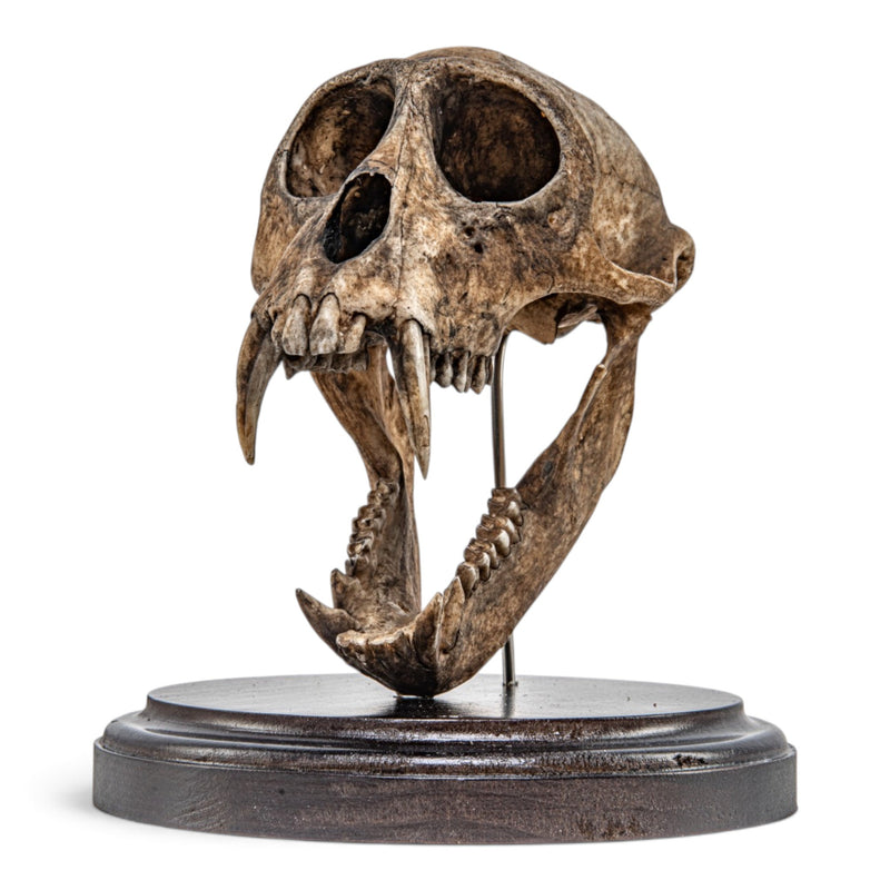 Real Vervet Monkey Skull - Articulated Jaw - Antique