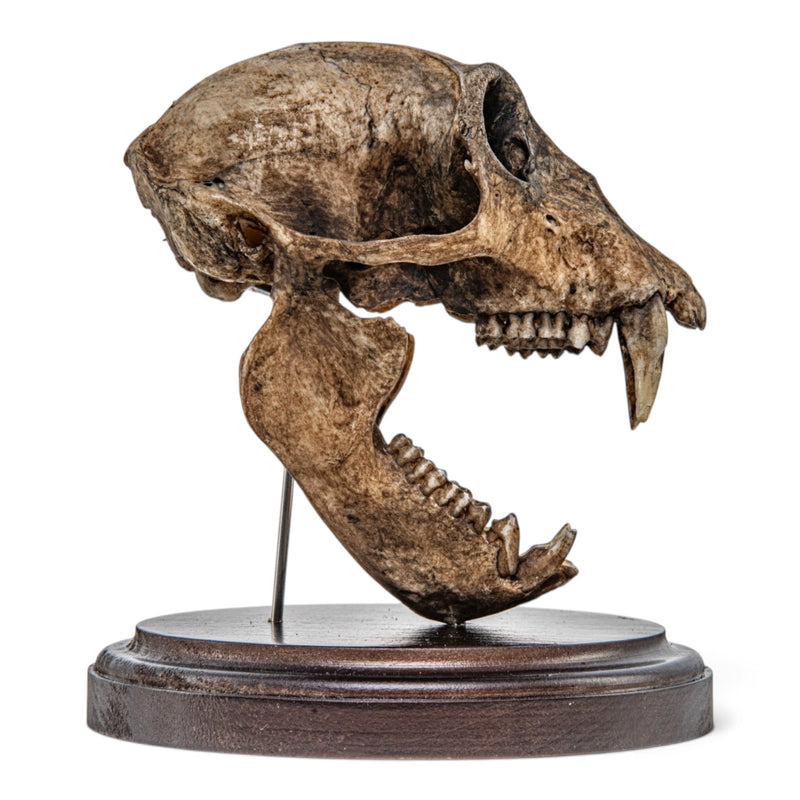 Real Vervet Monkey Skull - Articulated Jaw - Antique