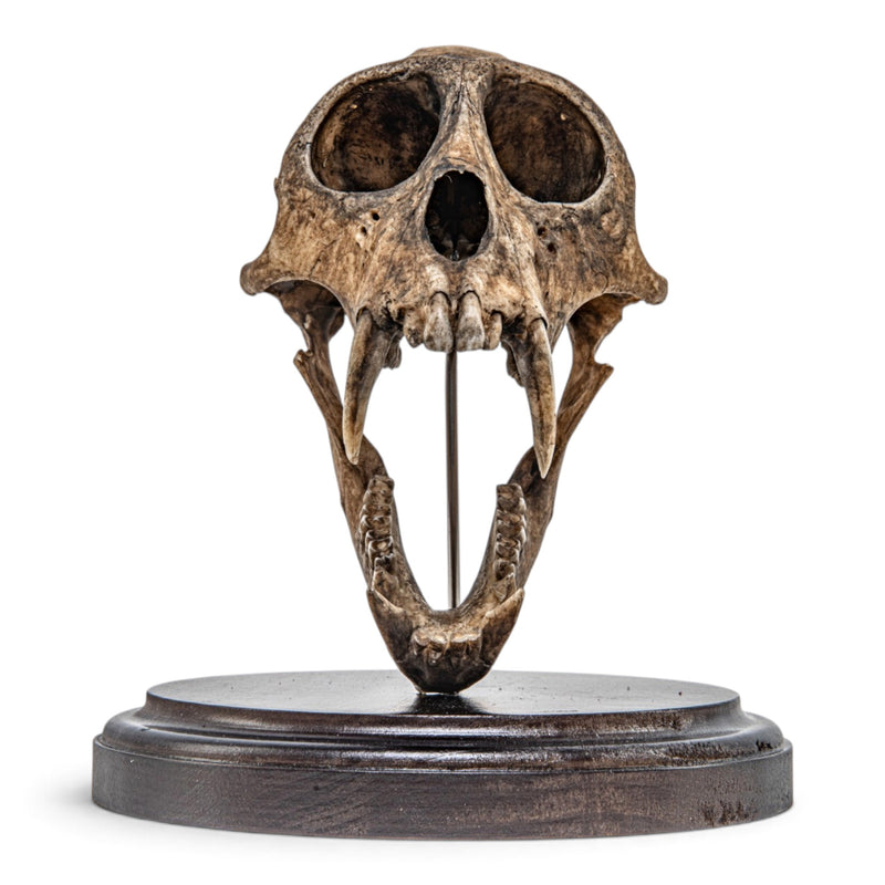 Real Vervet Monkey Skull - Articulated Jaw - Antique