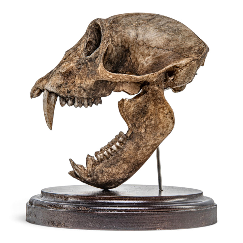 Real Vervet Monkey Skull - Articulated Jaw - Antique
