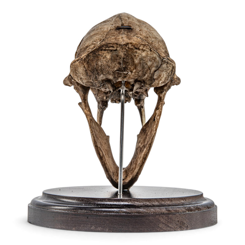 Real Vervet Monkey Skull - Articulated Jaw - Antique