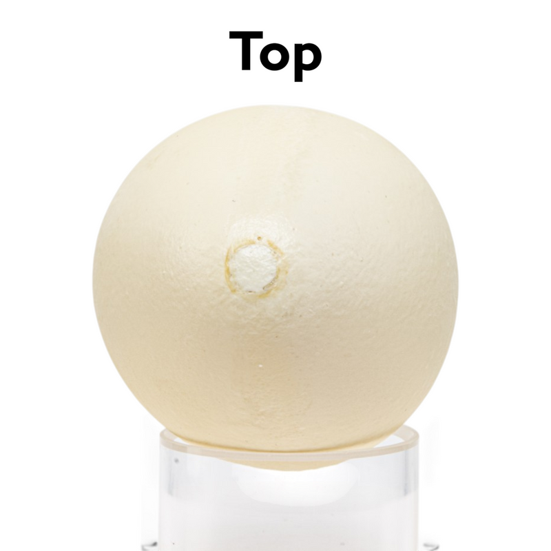 Replica King Penguin Egg (101.8 mm)
