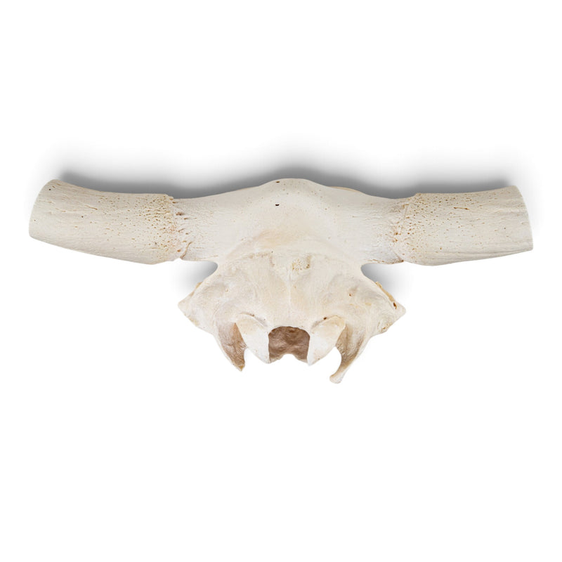 Real Longhorn Skull Plate