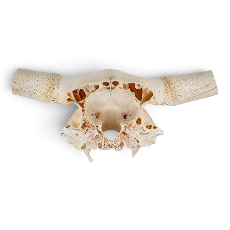 Real Longhorn Skull Plate
