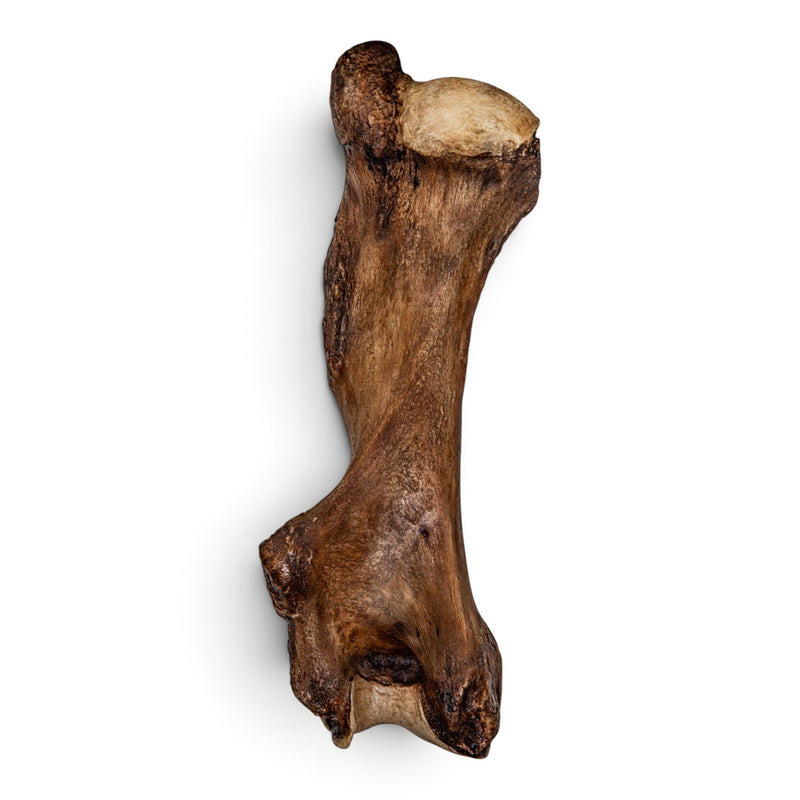 Replica Mastodon Humerus