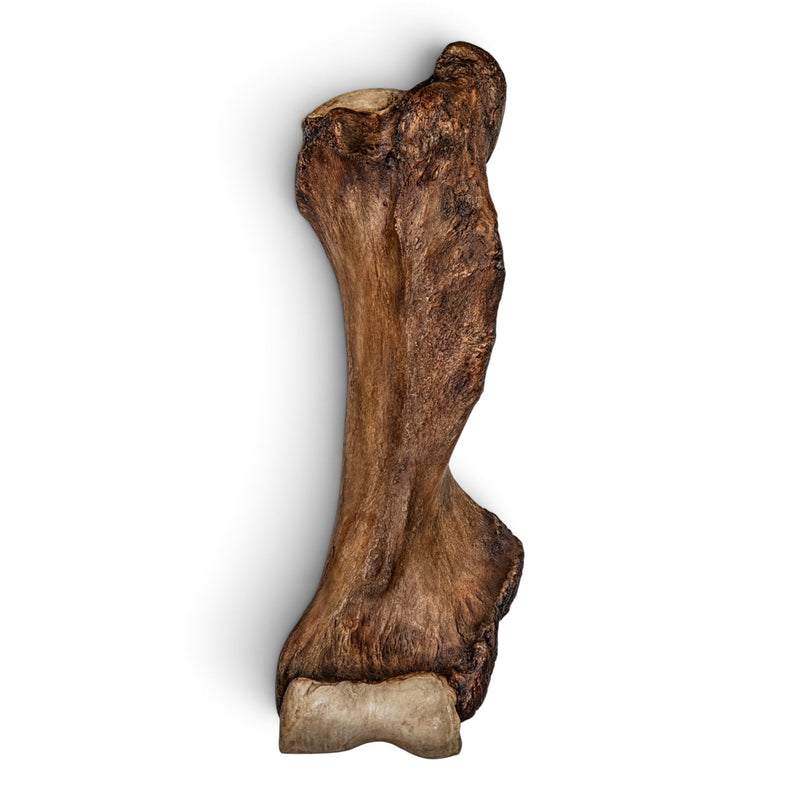 Replica Mastodon Humerus