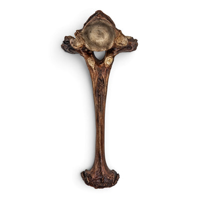 Replica Mastodon Vertebra