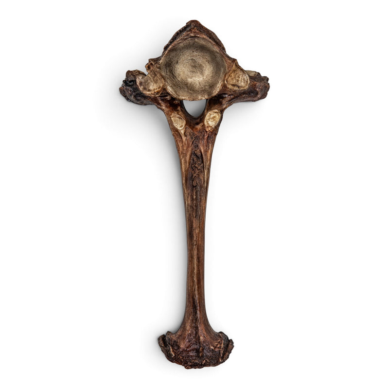 Replica Mastodon Vertebra