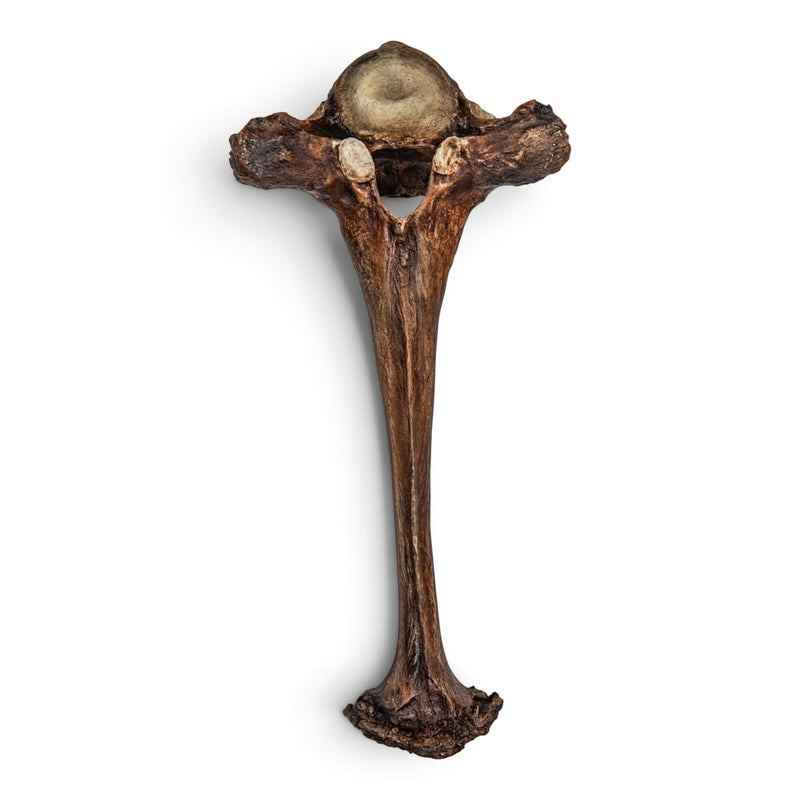 Replica Mastodon Vertebra