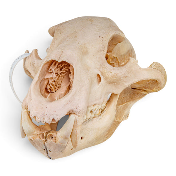 Real Grizzly Bear Skull