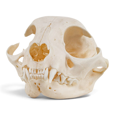 Real Domestic Cat Skull