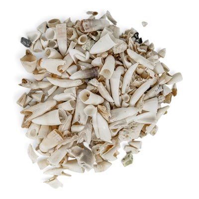 Real Bag-O-Alligator Teeth - Craft Quality