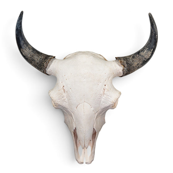 Real American Bison Skull