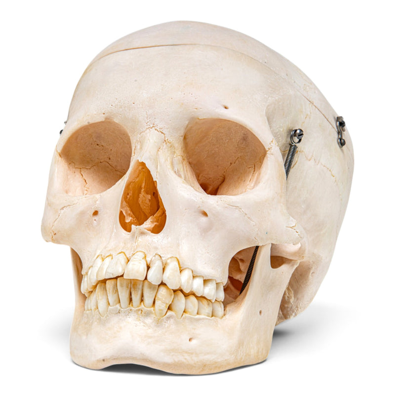 Real Human Skeleton - Disarticulated - Composite with Carrying Case