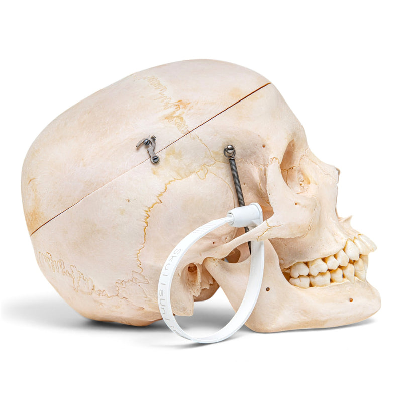 Real Human Skeleton - Disarticulated - Composite with Carrying Case