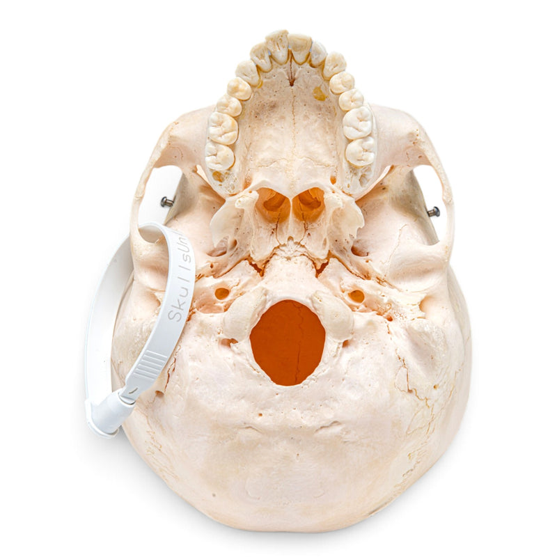 Real Human Skeleton - Disarticulated - Composite with Carrying Case