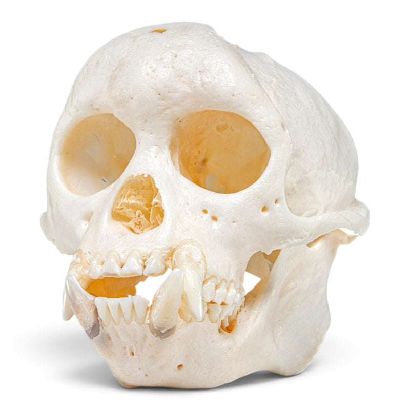 Real Capuchin Monkey Skeleton - Disarticulated
