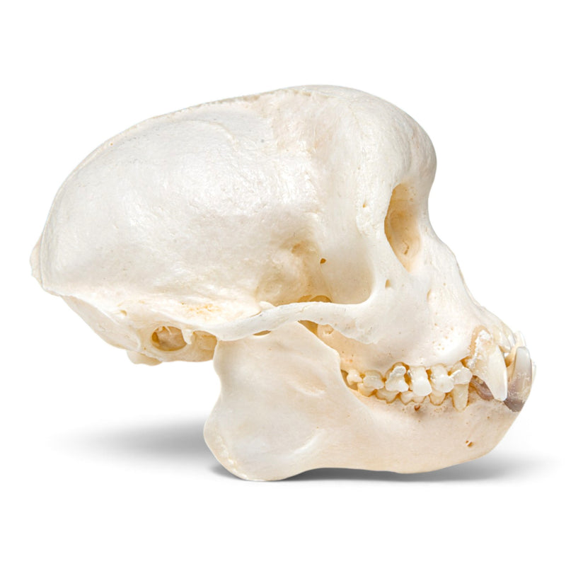 Real Capuchin Monkey Skeleton - Disarticulated