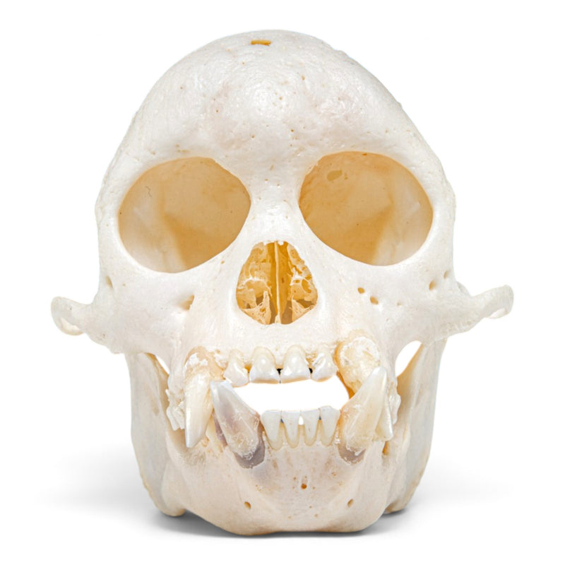 Real Capuchin Monkey Skeleton - Disarticulated