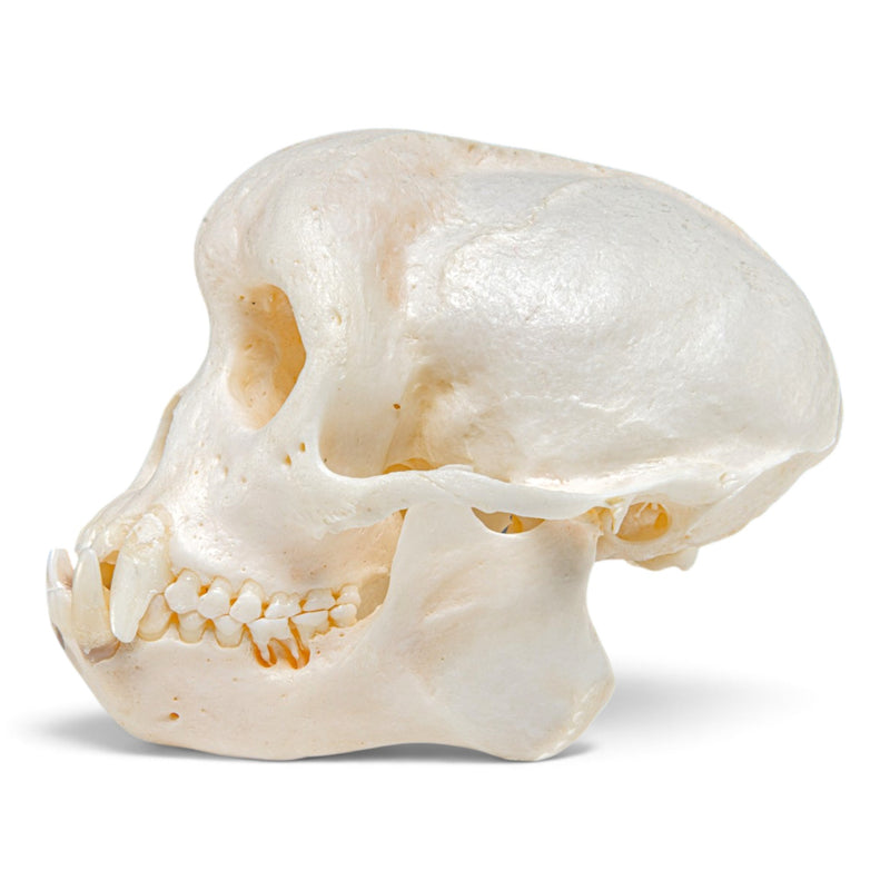 Real Capuchin Monkey Skeleton - Disarticulated