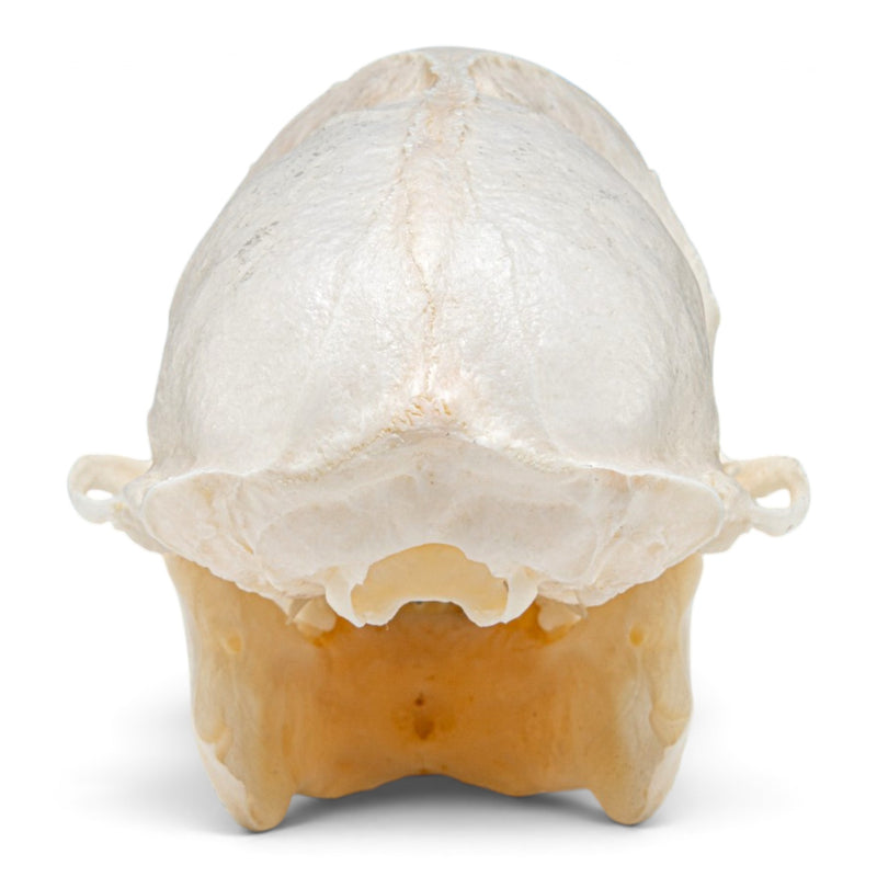 Real Capuchin Monkey Skeleton - Disarticulated