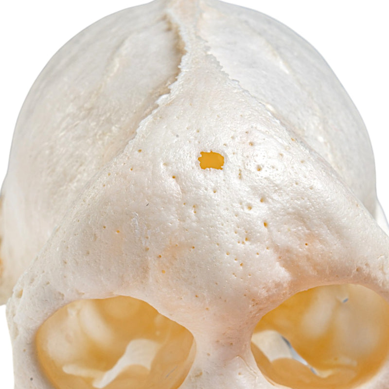 Real Capuchin Monkey Skeleton - Disarticulated