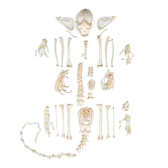 Real Capuchin Monkey Skeleton - Disarticulated