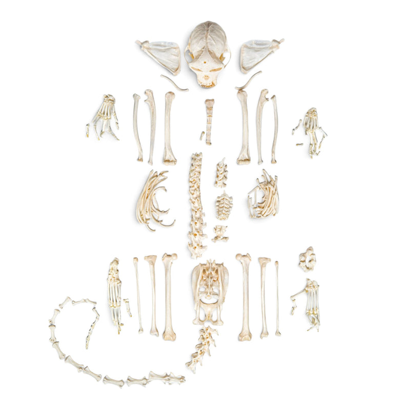 Real Capuchin Monkey Skeleton - Disarticulated
