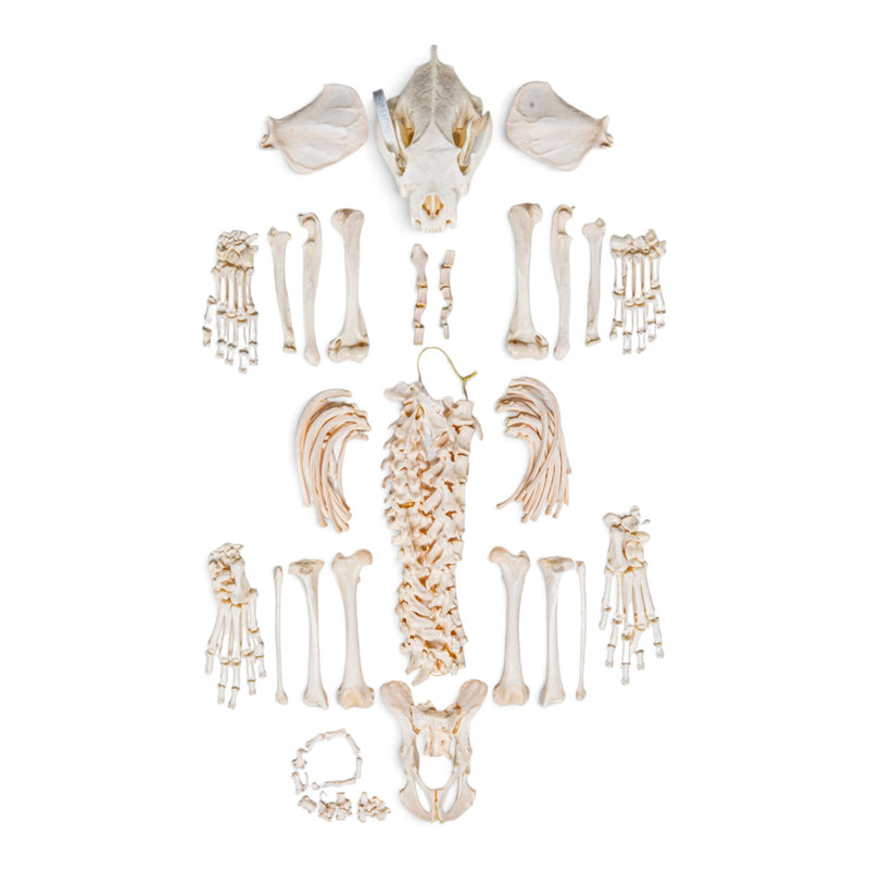 Real Wolverine Skeleton - Disarticulated