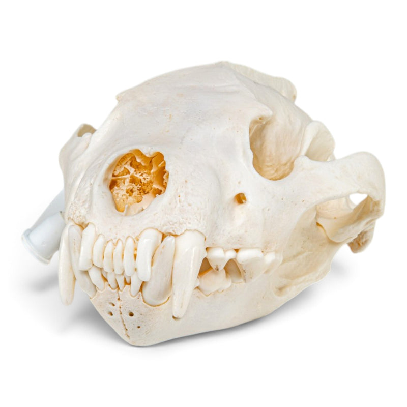 Real Wolverine Skeleton - Disarticulated